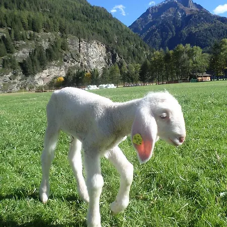 Alloggio per agriturismo Ferienbauernhof Wendlshof